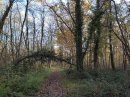 Bois de St-Marien